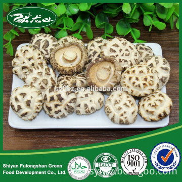 Bulk Organic Whole Dried Mushroom Export Price Cheap